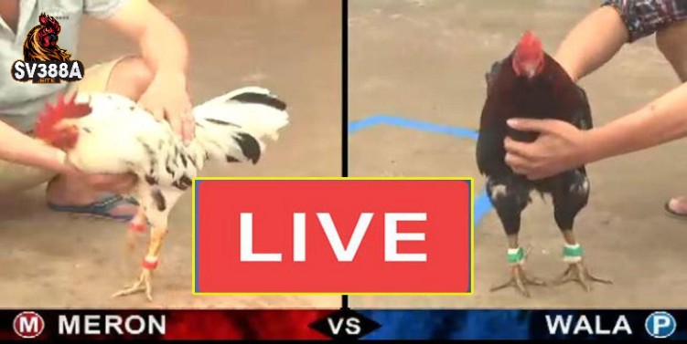 Cách thức tham gia sảnh đá gà Thomo tại Sv388